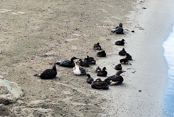 Птицы сидят на берегу