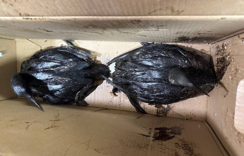 птицы сидят в коробке