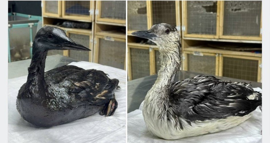 Птица сидит до и после отмывки