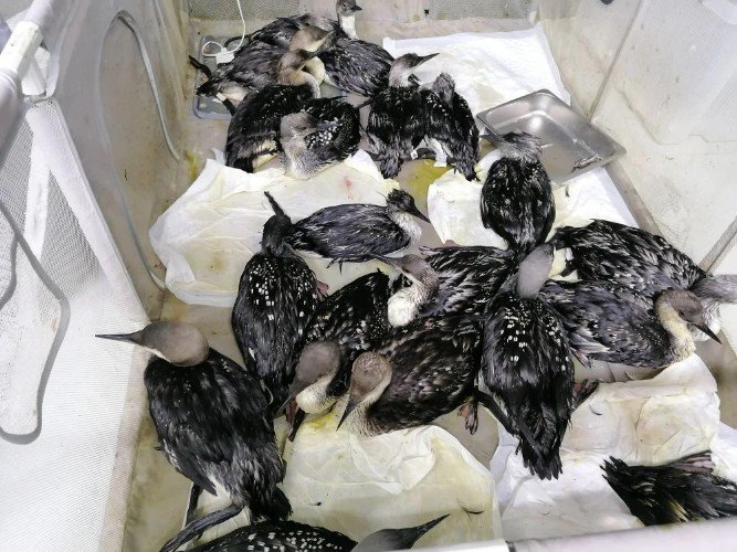 Птицы в мазуте