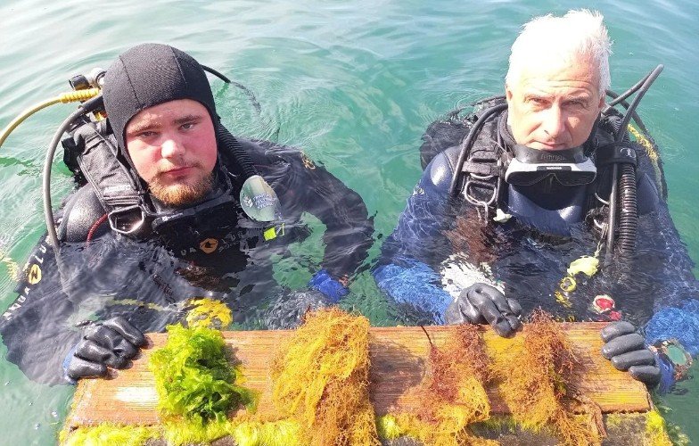 Редкая находка в Анапской бухте: учёные обнаружили краснокнижные водоросли