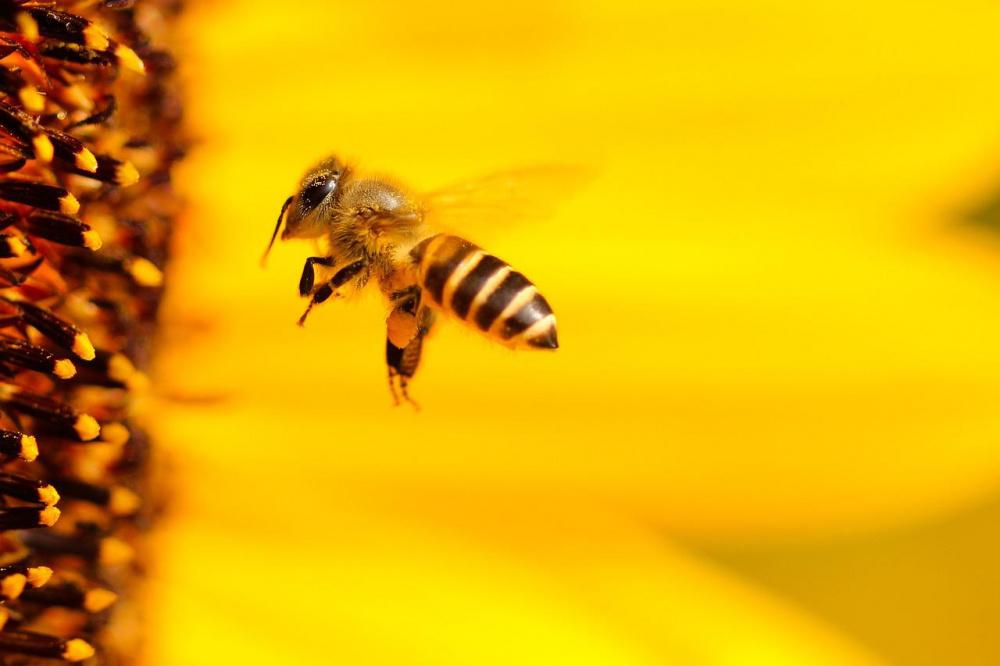 Пчелы и имбирь попали в список товаров для первоочередного таможенного оформления