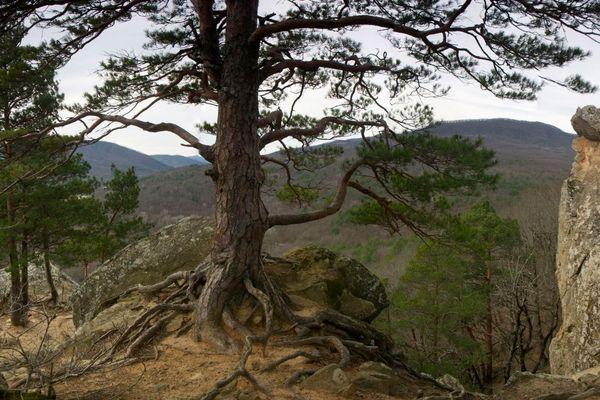 Лес на площади 21,6 гектаров восстановлен в Краснодарском крае