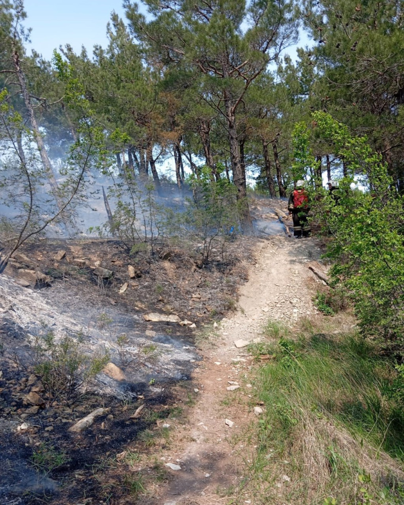 В Геленджике уже три часа тушат лесной пожар