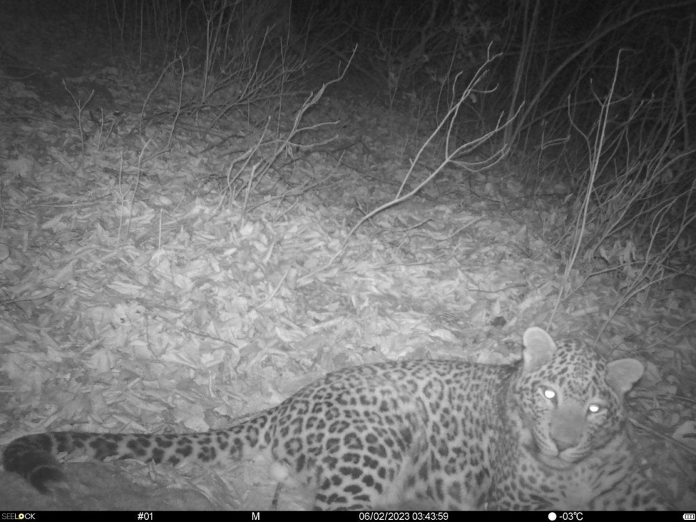 Браконьеры отстрелили переднеазиатского леопарда Лео, выращенного в Сочи