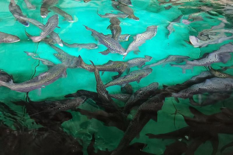 В реки Сочи выпустили 300 тыс. особей черноморского лосося