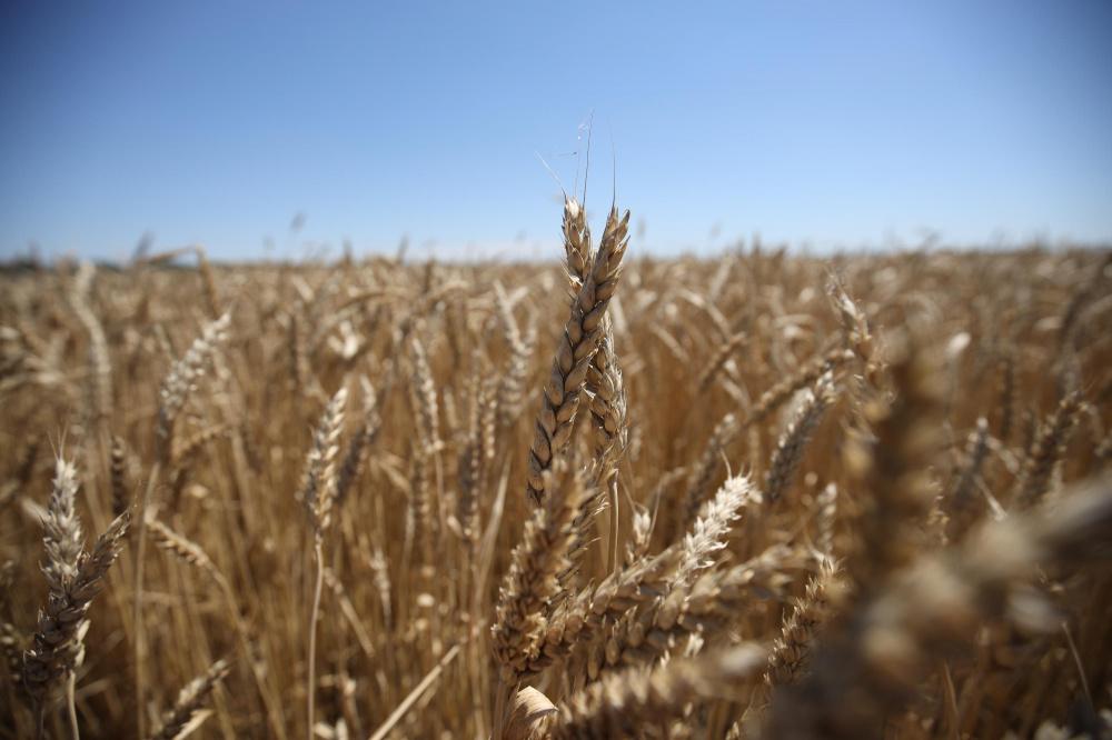 На Кубани компания перевела 64 млн рублей лжепоставщику пшеницы