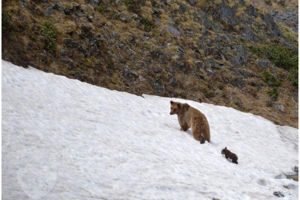 Медведей пересчитали в Кавказском заповеднике