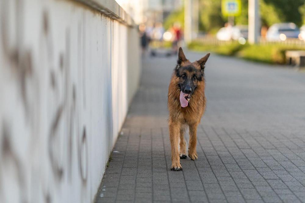 Полиция проверяет информацию о грузовике с бездомными собаками в Сочи 