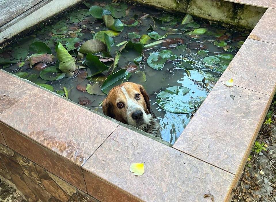 Спасатели в Новороссийске помогли пенсионерке выгнать чужого пса из ее бассейна