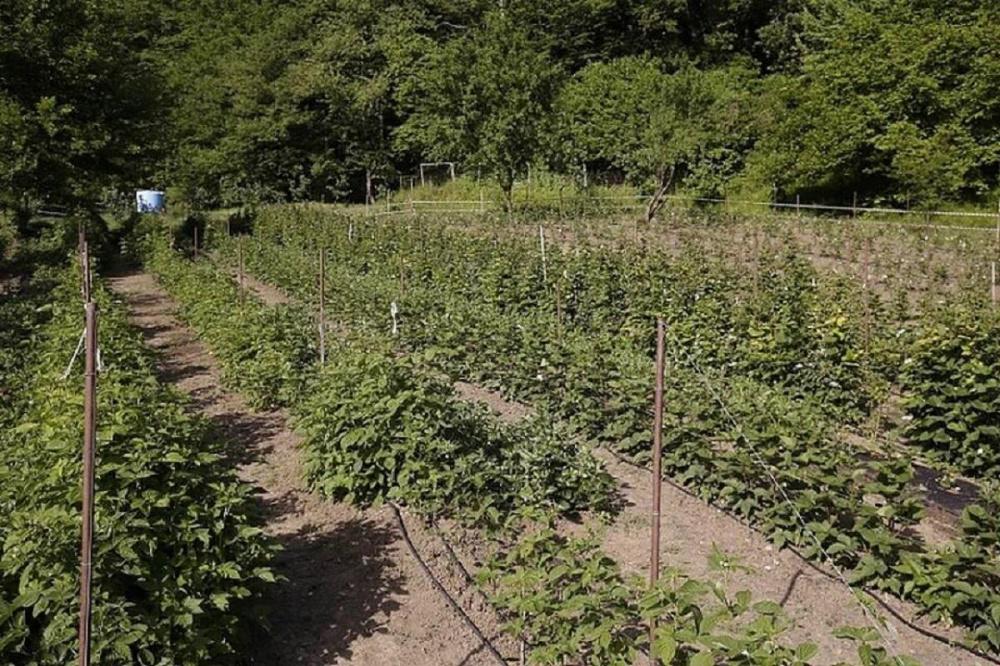 300 ягодных кустов появились в новом саду Сочи по программе импортозамещения