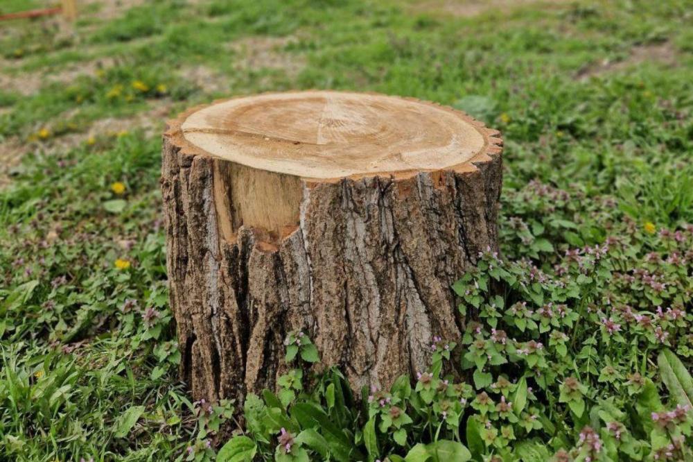 На Кубани незаконно вырубили деревья на 12 млн рублей