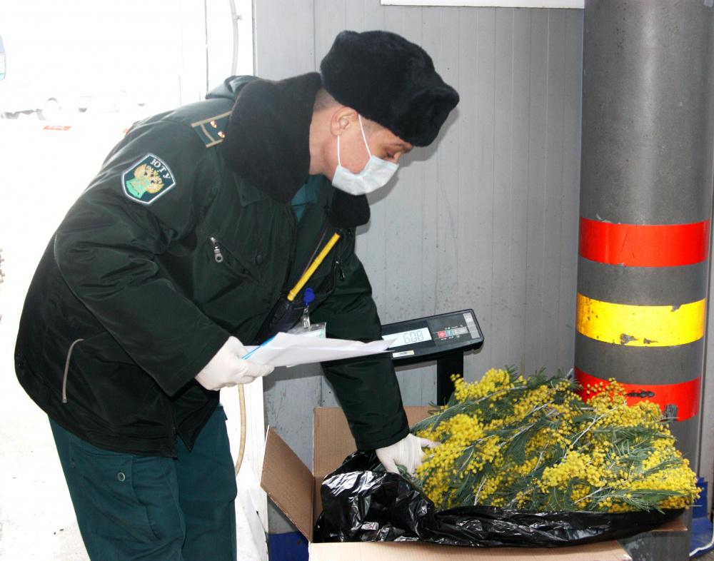 В Сочи из Абхазии ввезли первые 125 кг мимозы 