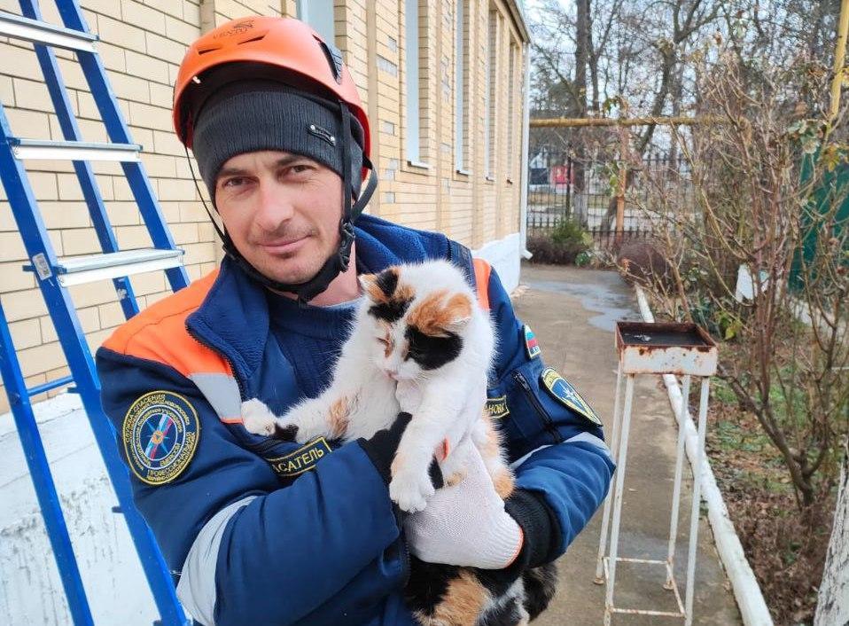 Кошка три дня сидела на сосне в Новороссийске, пока ей не вызвали спасателей