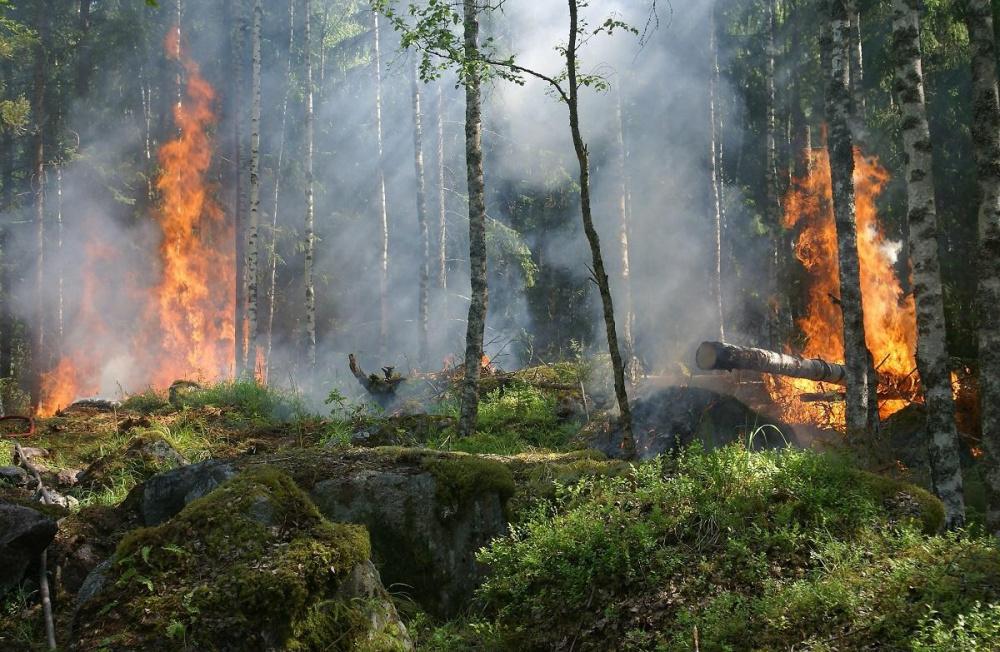Лесных пожаров на Кубани этим летом не прогнозируют