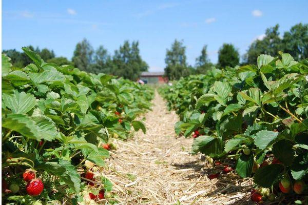 Мошенничество под видом сельхозпроекта организовали на Кубани