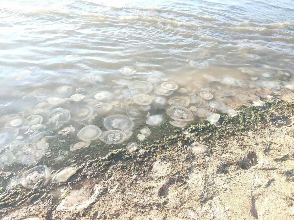 В Славянском районе Азовское море превратилось в суп из медуз