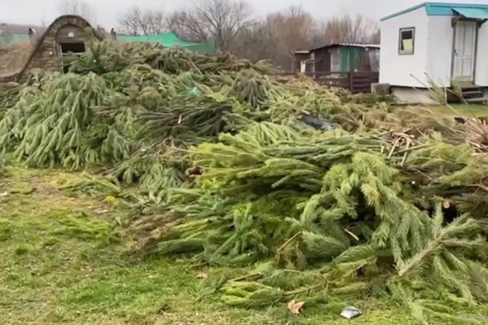 Подарили вторую жизнь: более 1000 елок переработали в Новороссийске