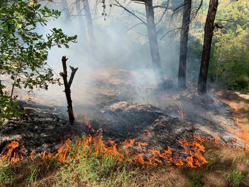 В Геленджике горел лес