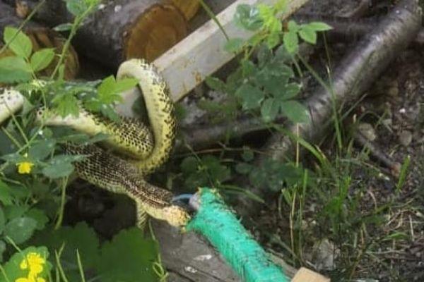 Метровая змея заползла во двор частного дома в Новороссийске