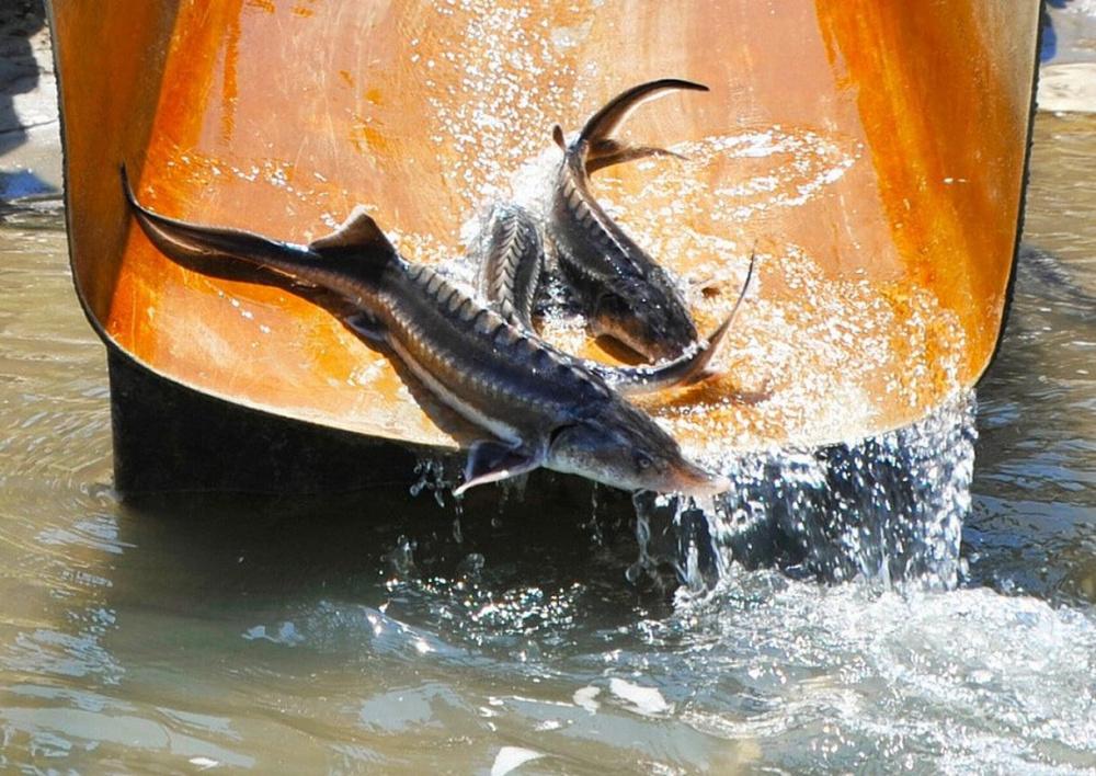 Рыбные хозяйства Кубани выполнили программу производства в 2022 году на 53%