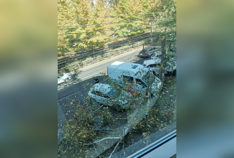 В Краснодаре дерево рухнуло на автомобиль с водителем