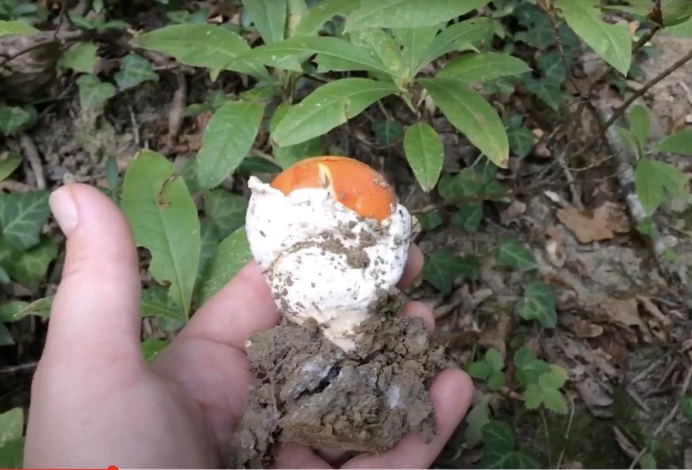 Отдых выходного дня: ищем грибы в окрестностях Горячего Ключа. ВИДЕО