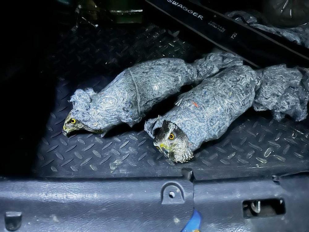 Фото Замотанных тряпками и скотчем редких ястребов пытались незаконно вывезти из Сочи в Абхазию Общество - Новости Кубань-Информ
