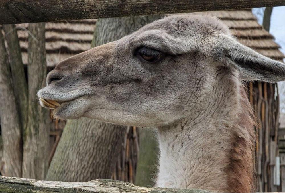 На Кубани выявили три зоопарка и океанариум, работающих нелегально