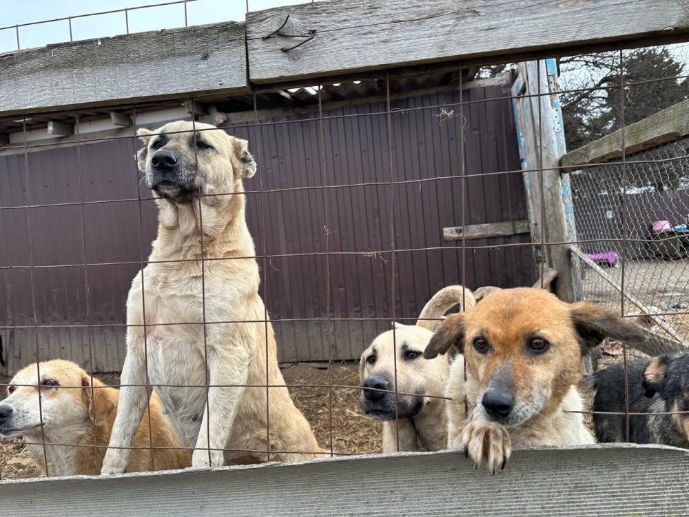 Сотню голодных и больных собак пытаются спасти из частного приюта на Кубани