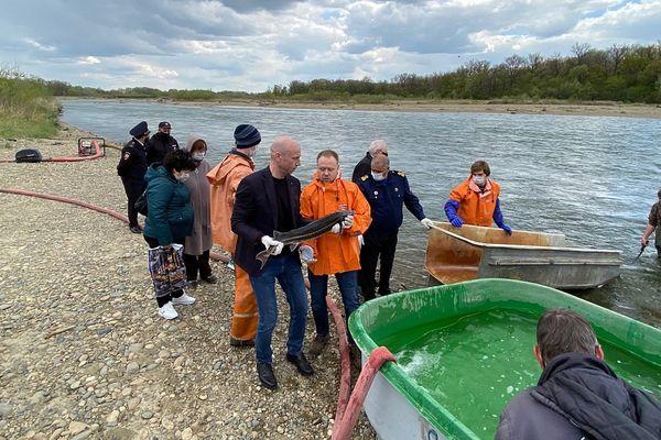 Краснокнижную рыбу выпустили в реку Лаба в Краснодарском крае