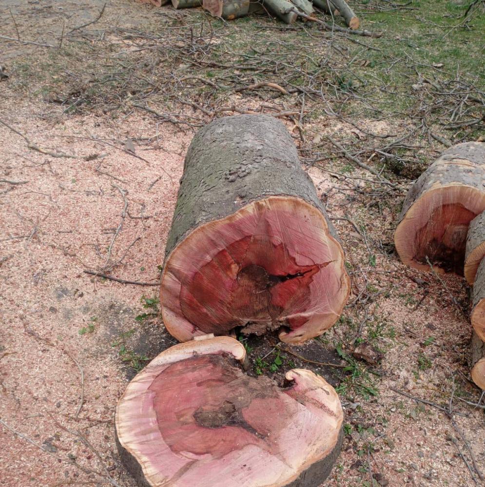 В центре Краснодара вырубили деревья из-за аварийности