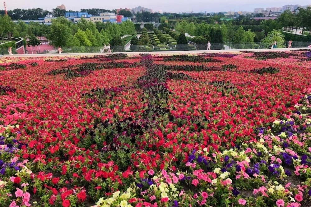 Саженцы Цветов Купить В Краснодаре