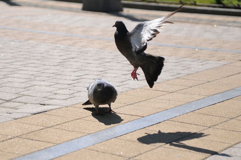 Ветеринары не нашли особо опасные болезни у голубей, массово умерших на Кубани