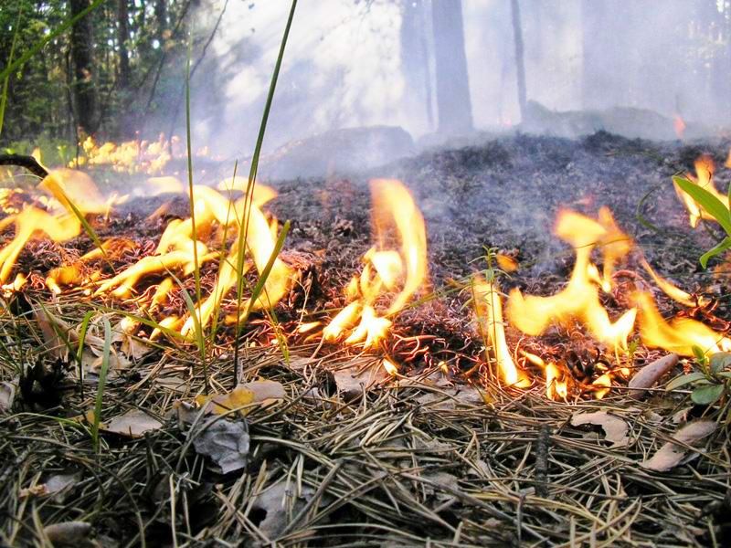 Лесной пожар в Туапсинском районе локализован на площади около 5 га