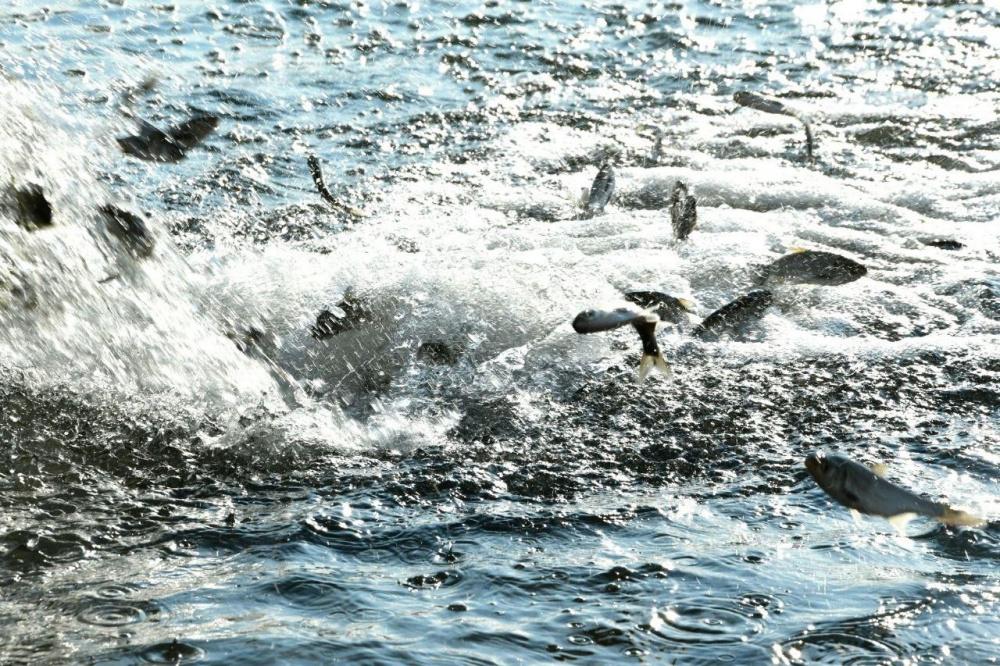 В Горячем Ключе в озеро Круглое выпустили 300 кг мальков 
