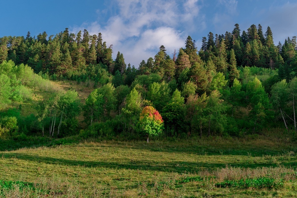 В Краснодарском крае восстановили более 2 тысяч гектаров леса