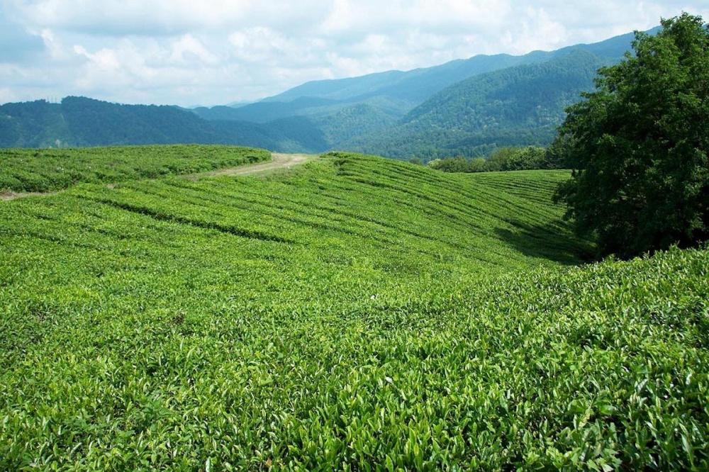 Краевой суд подтвердил законность изъятия 538 га чайных плантаций в Сочи в пользу государства