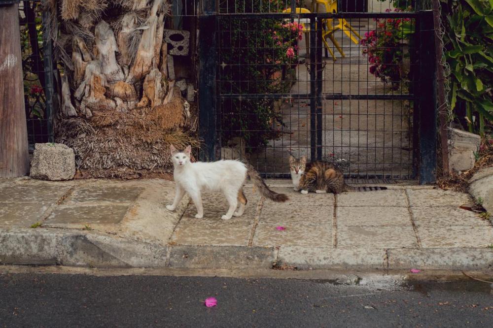 Приюты Кубани могут стерилизовать бездомных животных по скидке