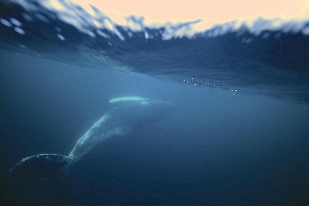 Фотограф из Новороссийска запечатлел 40-тонных китов в Заполярье