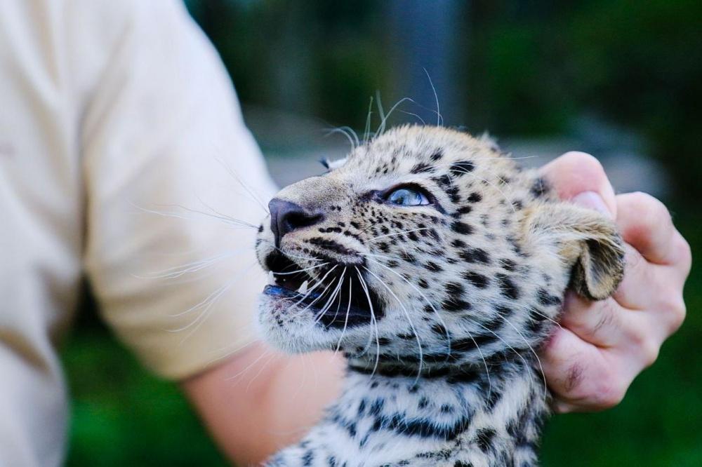 Котятам леопарда из сочинского центра восстановления выбрали имена