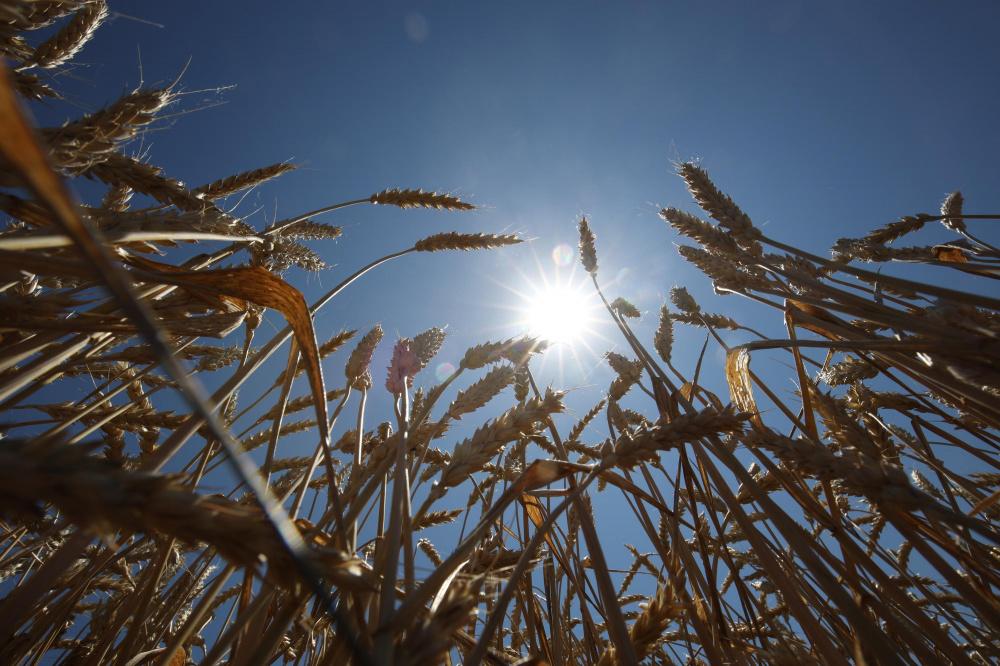 Цены на пшеницу в портах Кубани начали расти