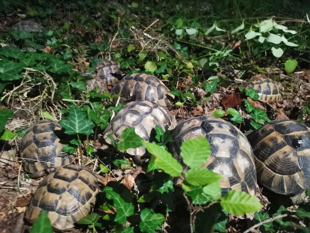 В Анапе волонтеры вернули в природу 370 краснокнижных черепах