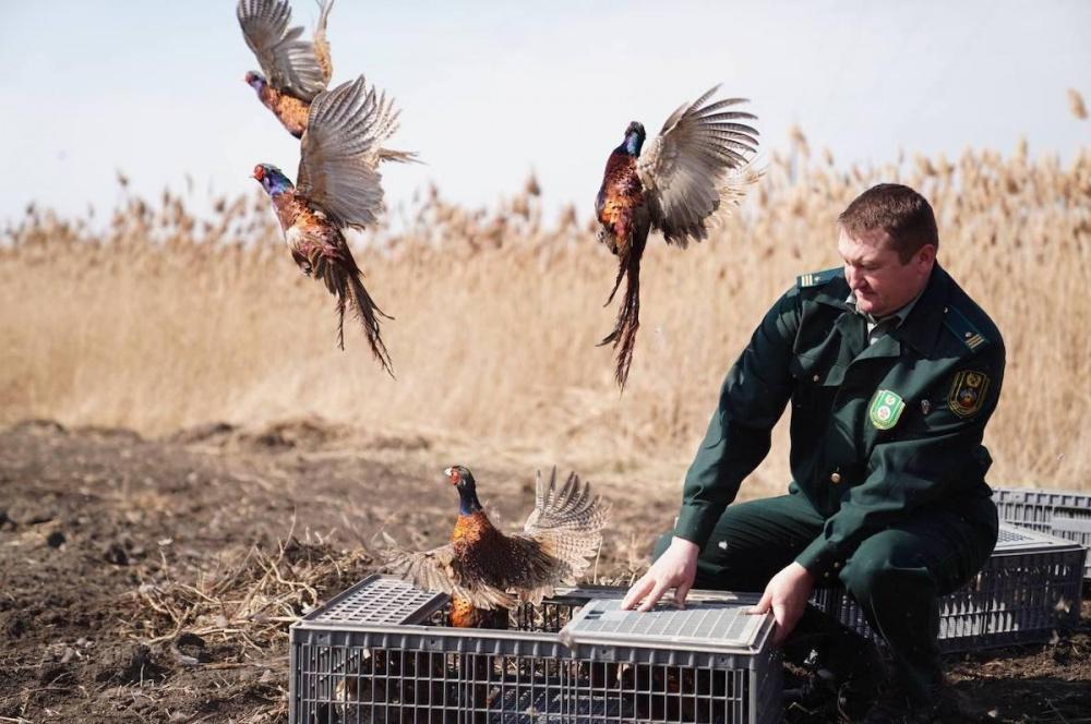 Выпуски фазанов в естественную среду начались на Кубани