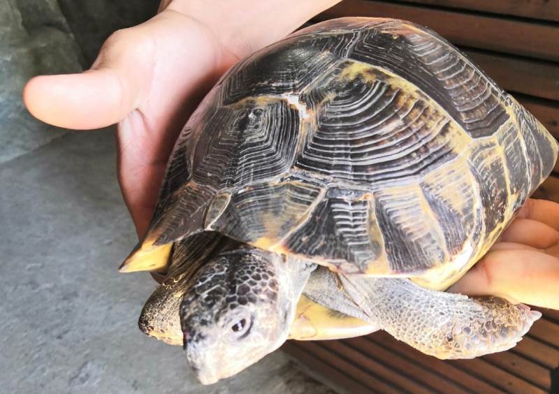 Фото с черепахой: в Анапе оштрафовали пляжного фотографа