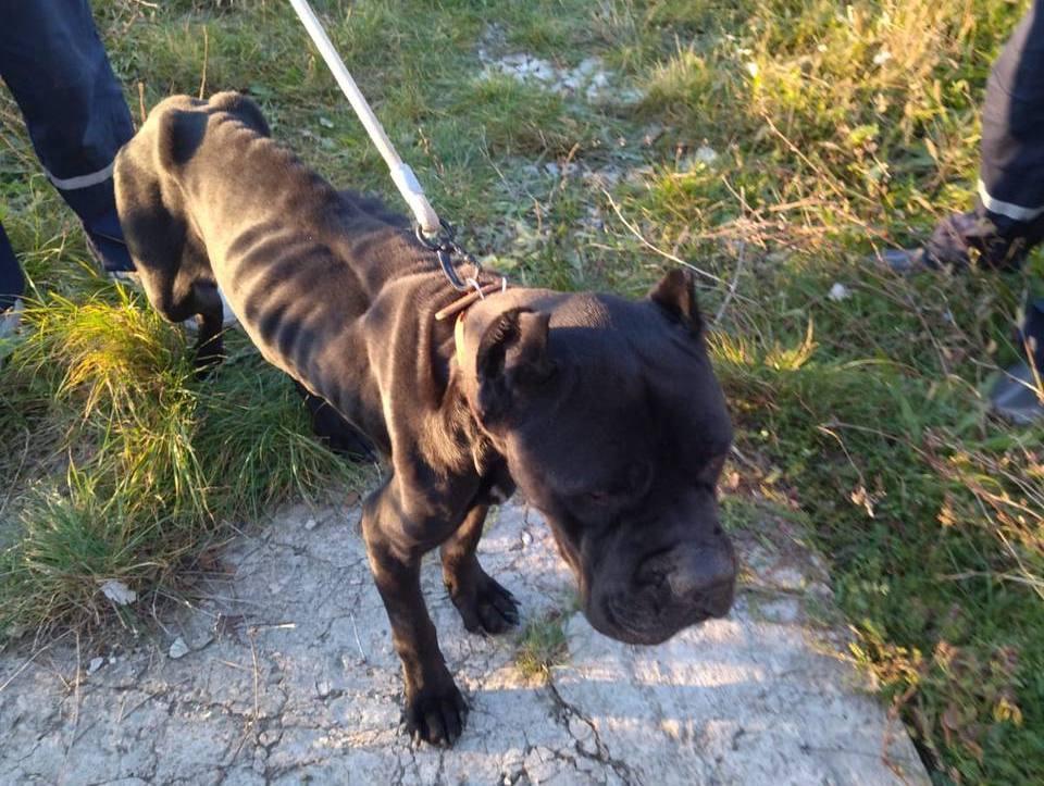 В Новороссийске спасли двух истощенных собак породы кане-корсо