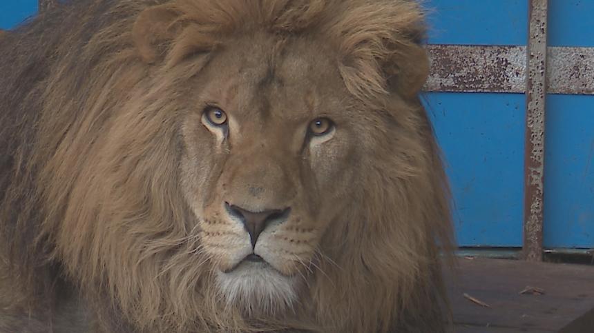 Конфискованный в Анапе лев Тигран покидает Старооскольский зоопарк