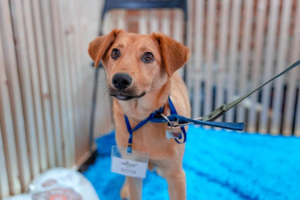 В следующие выходные состоится Dog Picnic в Абрау-Дюрсо