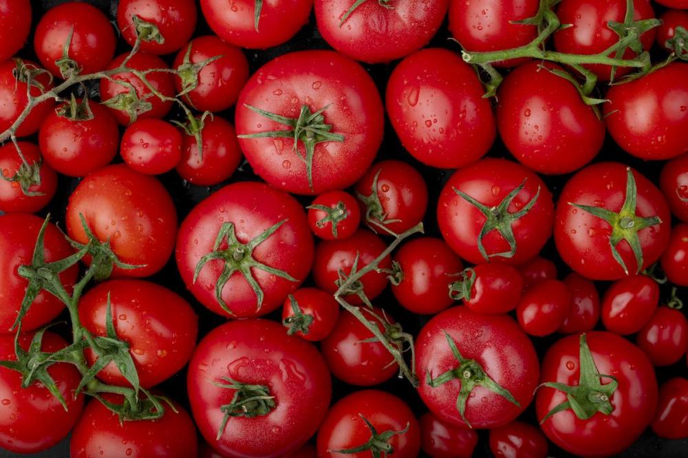 В порту Туапсе обнаружили томатную моль в партии турецких помидоров