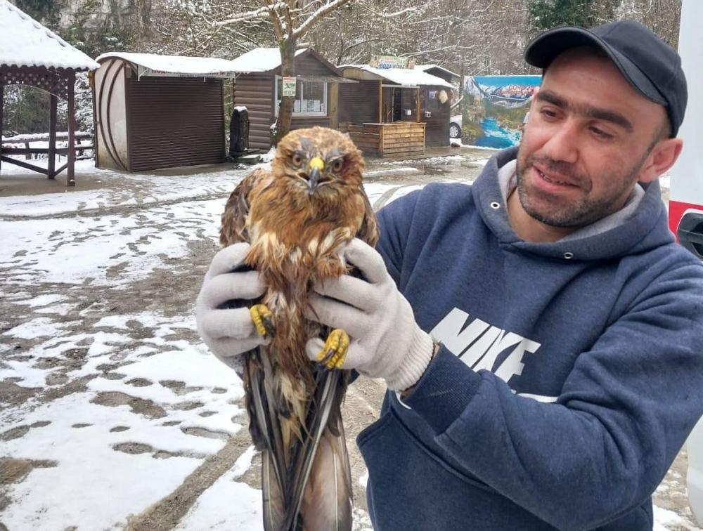 Дорожник в Сочи нашел у трассы раненую хищную птицу
